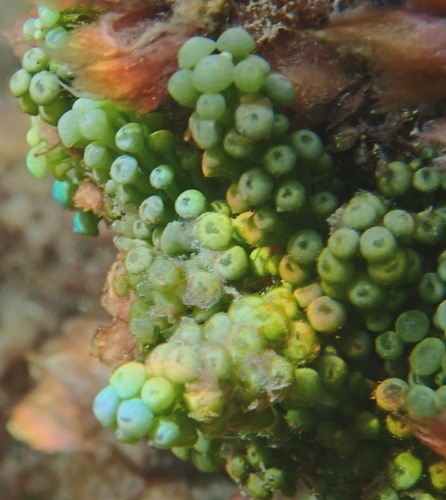 Caulerpa racemosa observed 2026-09-20