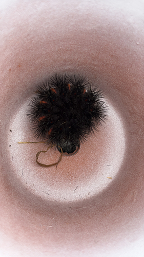 Giant Leopard Moth
