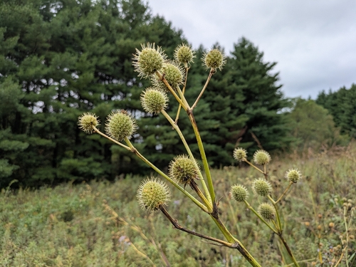 rattlesnake master