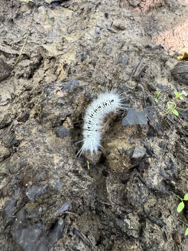 Hickory Tussock Moth