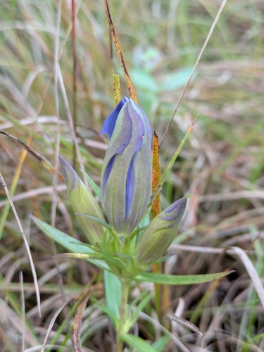 downy gentian