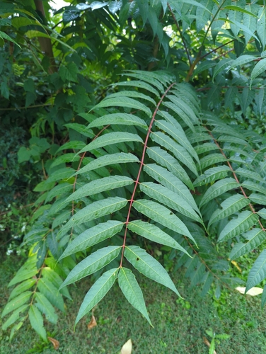 tree-of-heaven