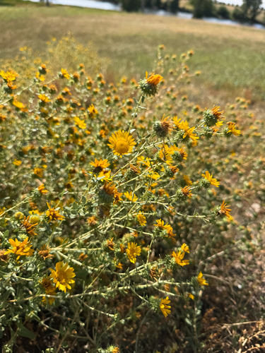 Curlycup Gumweed
