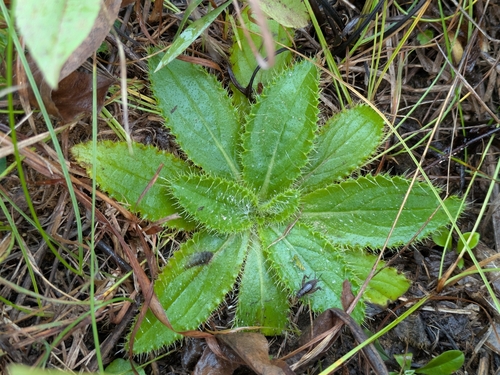 Hill's Thistle