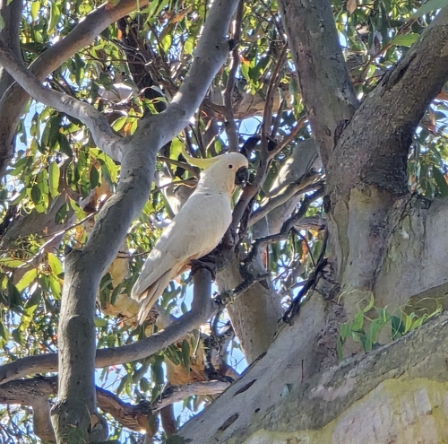 Sulphur-crested Cockatoo