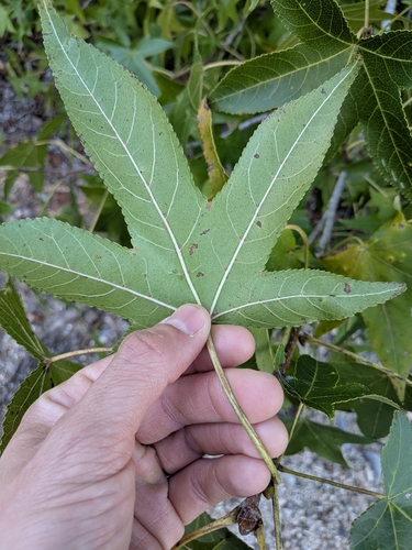 Liquidambar styraciflua, photograph 5