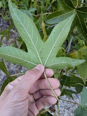 Liquidambar styraciflua, photograph (c) Taylor Seybert, some rights reserved (CC BY)