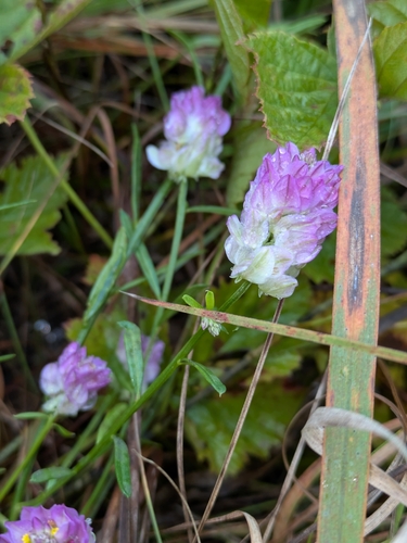 field milkwort