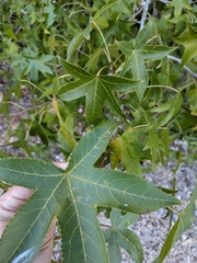 Liquidambar styraciflua, photograph (c) Taylor Seybert, some rights reserved (CC BY)
