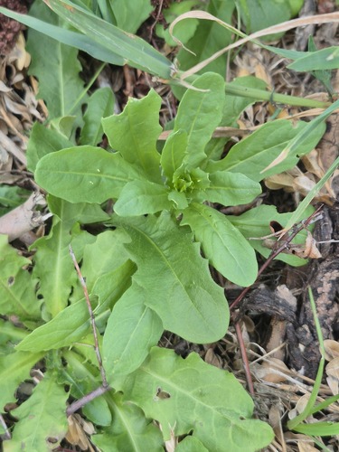 field penny-cress