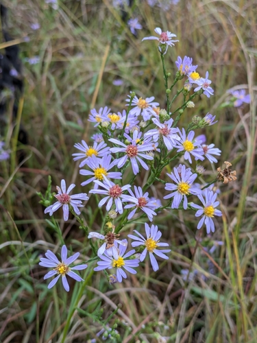 sky blue aster