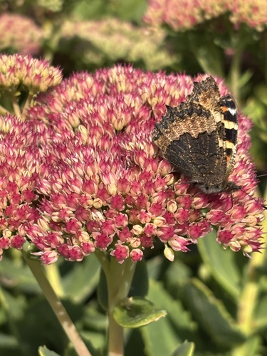 Small Tortoiseshell