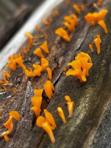 Fan-shaped Jelly Fungus