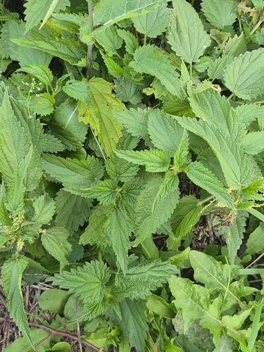 great stinging nettle