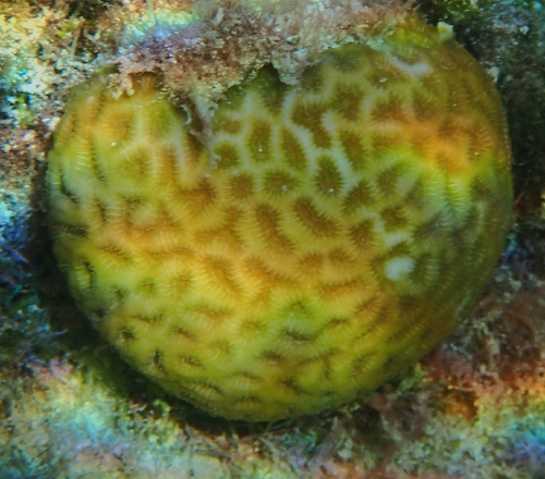 Favia fragum observed 2026-09-20