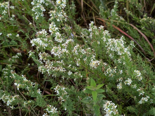 heath aster