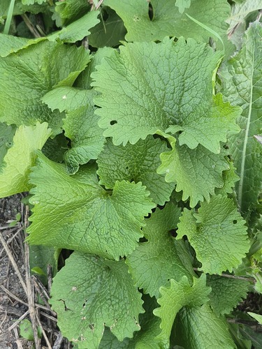 garlic mustard
