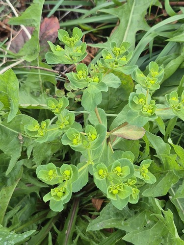 Sun spurge