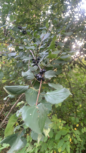 common buckthorn