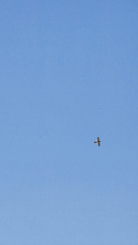 Nankeen Kestrel