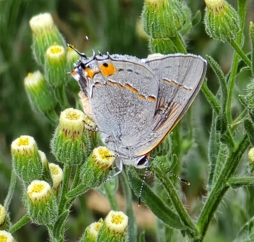 Gray Hairstreak