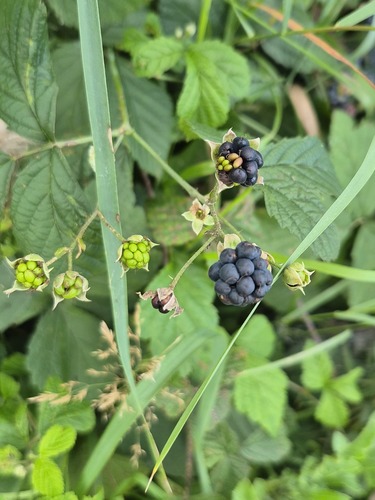 European dewberry