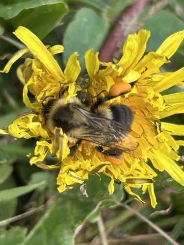 Common Eastern Bumble Bee