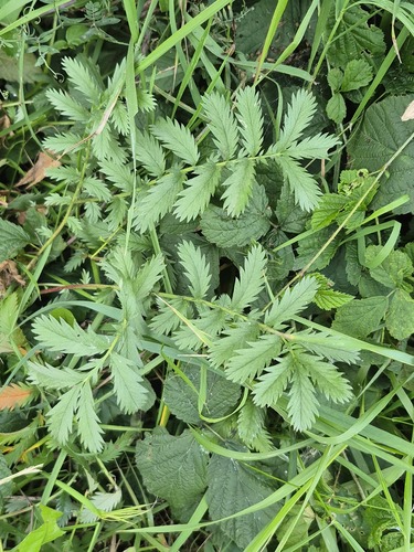 common silverweed