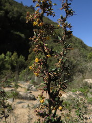 Berberis chilensis