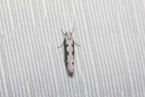 Viper's Bugloss Moth