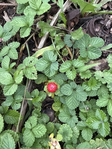 mock strawberry