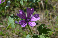 Malva sylvestris