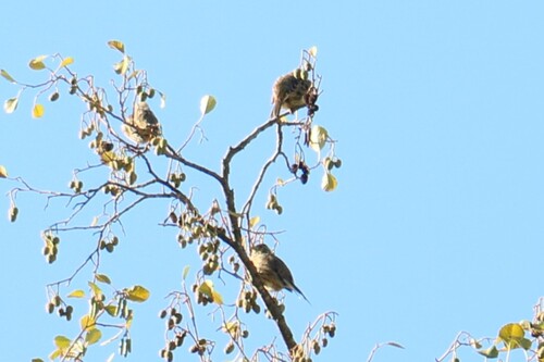 Cirl Bunting