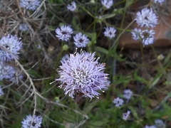 Jasione blepharodon