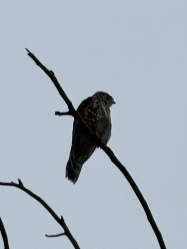 Merlin