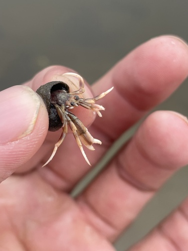 Long-claw Hermit Crab