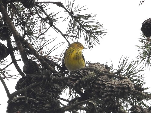 Cape May Warbler
