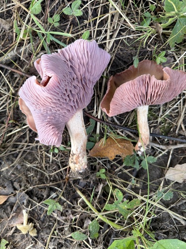 Purple-and-White Deceiver