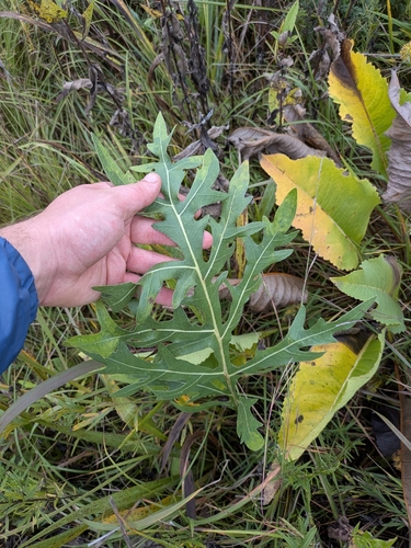 compass plant