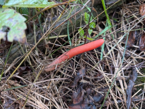 devil's dipstick
