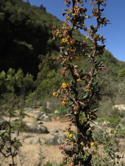 Berberis chilensis