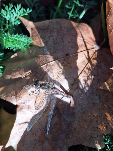 Vagrant Darter
