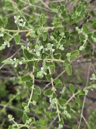 Aloysia wrightii