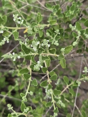 Aloysia wrightii