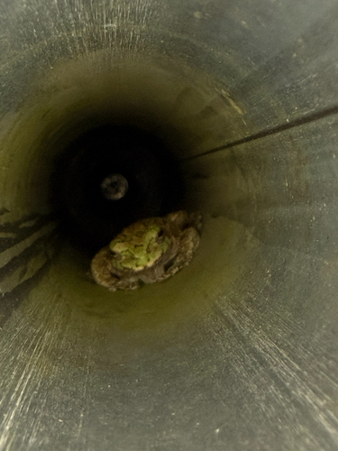 Gray Treefrog