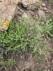 Aloysia wrightii, photograph author not stated, no rights reserved