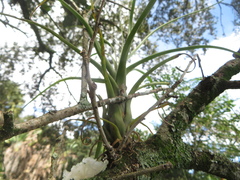 Tillandsia balbisiana, photograph (c) Ben Machado, some rights reserved (CC BY)