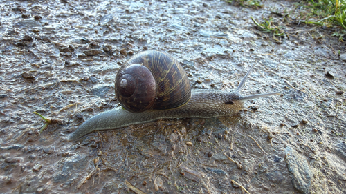 Garden Snail