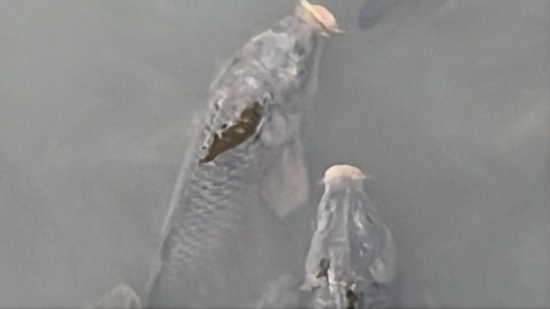 European Carp