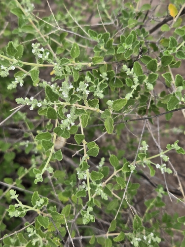 Aloysia wrightii, photograph 3